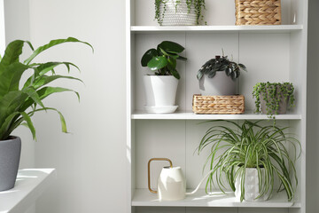 Green houseplants in pots on shelves indoors