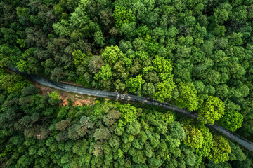 Obraz premium Aerial drone view of road trough green lush forest