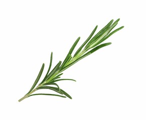 Sprig of fresh rosemary isolated on white