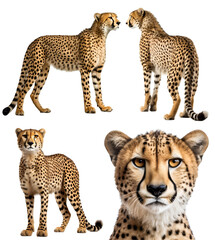 Cheetah, many angles and view portrait side back head shot isolated on transparent background cutout, PNG file