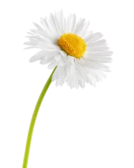 Foto op Plexiglas chamomile isolated on white background, full depth of field © grey