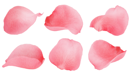 Rose isolated on white background, full depth of field