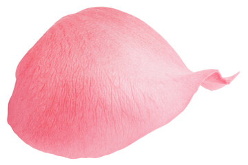 Rose isolated on white background, full depth of field