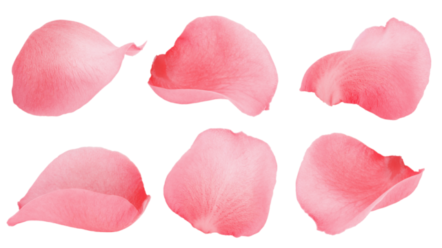 Rose isolated on white background, full depth of field