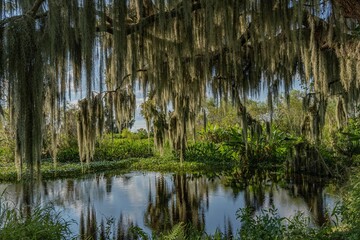 Old oak tree draped with green spanish moss above a swamp in Circle B Bar Reserve, Florida