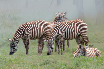 Fototapeta na wymiar grupo de cebras pastando en un Parque Nacional de Kenia en Africa