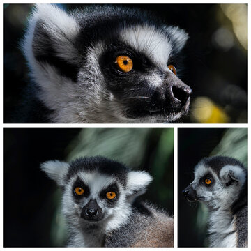 Colaje  de tres fotos con retratos de cara de lemur de Madagascar