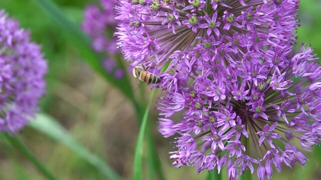 Une abeille butine sur une fleur allium, 480fps ralenti X8/59,94fps