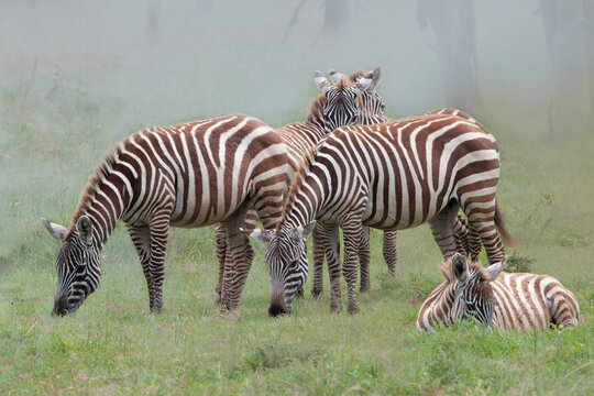 grupo de cebras pastando en un Parque Nacional de Kenia en Africa