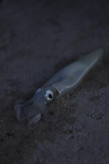 Vertical footage of a dead squid lying on the beach sand
