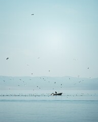 Sailing boat with a flock of birds flying over the ocean