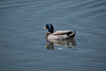 Closeup of a male mallard, Anas platyrhynchos on the water surface.