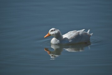 Closeup of a White Pekin duck swimming on the water's surface. - obrazy, fototapety, plakaty
