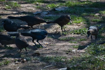 View of flock of black birds on grassland