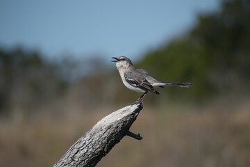 Mockingbird perching on tree bark