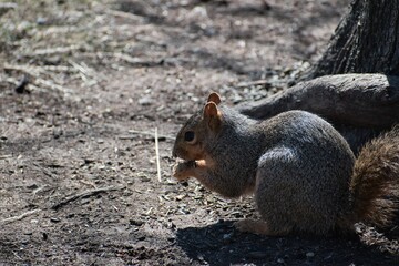 Brown squirrel on ground