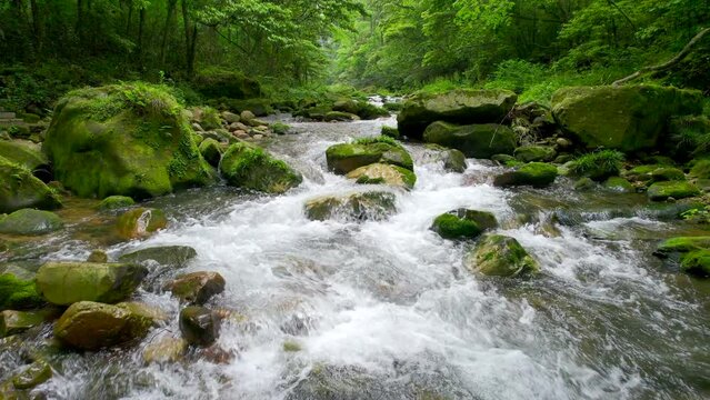Streams in green forests, small rivers in valleys