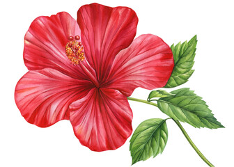Red hibiscus flower, isolated white background, tropical flower, floral watercolor botanical illustration, hand drawing 