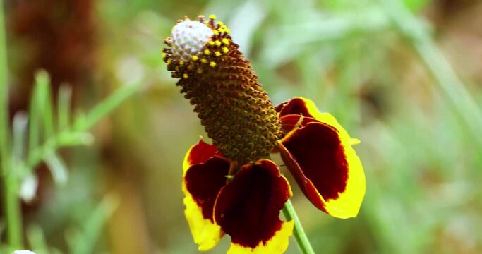 Video of a single Mexican Hat Flower(Ratibida columnifera) also known as a Prairie Cone Flower.