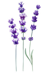 Lavender flowers set, violet flower on an isolated white background, watercolor illustration, hand drawing