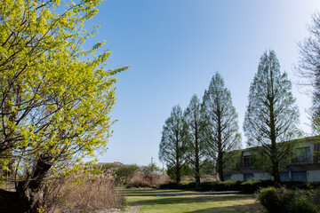 Obraz premium 琵琶湖畔 滋賀県大津市坂本城址公園の晴れた春の日の風景 