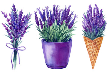 Lavender flower, bouquet lavender flowers in pot, isolated white background, flora watercolor illustration hand drawing