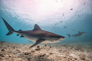 Naklejka premium Tiger shark in the ocean