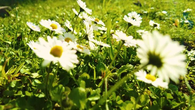 view of bee between daisies in a sunny spring day - Slow Motion