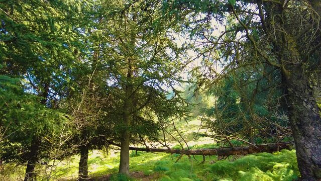 forest at the top of the mountain above the clouds with coniferous trees in Blida Algeria - Slow motion