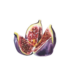 Ripe fig fruit slice isolated on white background. Watercolor handrawing botanic realistic illustration. Art for design - 605978740