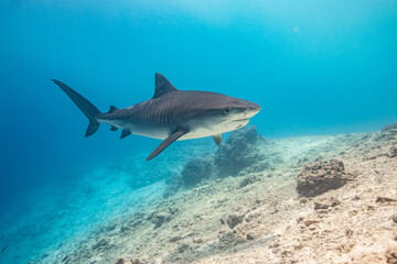 Fototapeta premium Tiger shark in the ocean