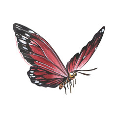 Red butterfly with detailed wings isolated on white background. Watercolor hand drawn realistic llustration for design - 605978786