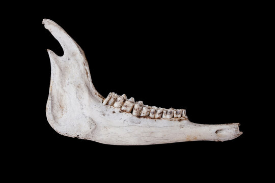 Ruminant jawbone seen  from the side