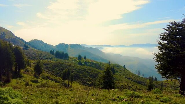 at the top of the mountain above the clouds with coniferous trees in Blida Algeria - Slow motion