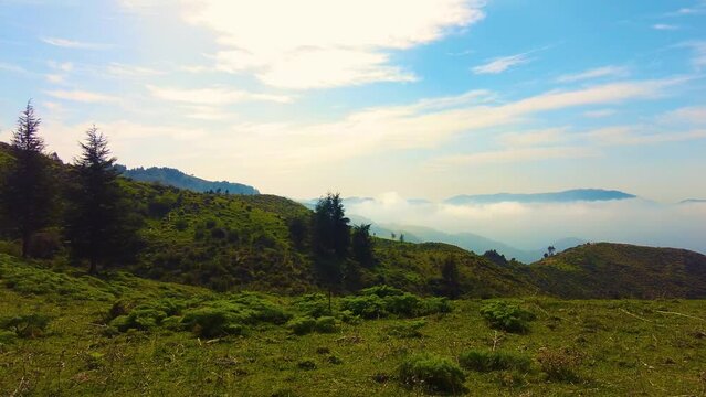 at the top of the mountain above the clouds with coniferous trees in Blida Algeria - Slow motion
