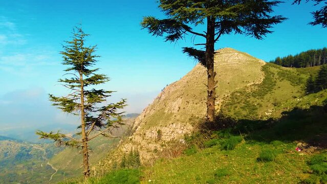 drone shot - forest at the top of the mountain above the clouds with coniferous trees in Blida Algeria - Slow motion