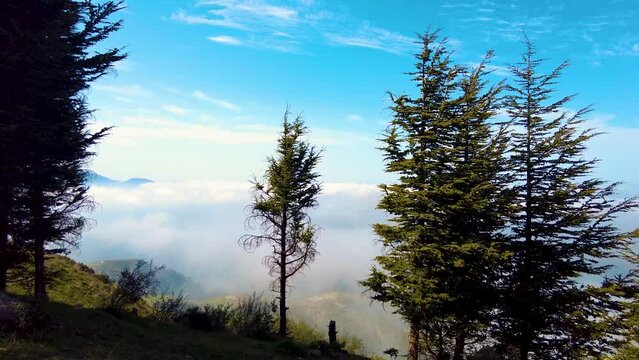 at the top of the mountain above the clouds with coniferous trees in Blida Algeria - Slow motion