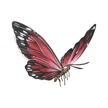 Red butterfly with detailed wings isolated on white background. Watercolor hand drawn realistic llustration for design