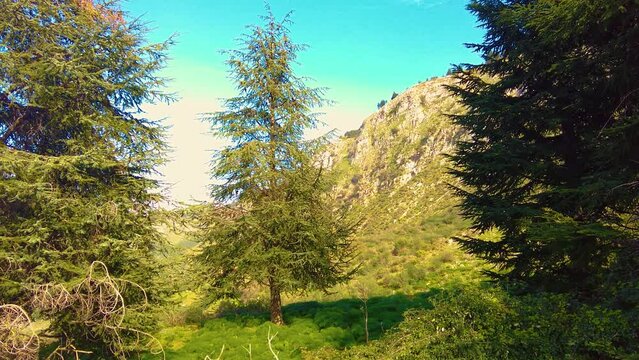 forest at the top of the mountain with coniferous trees in Blida Algeria - Slow motion