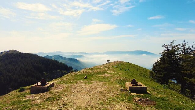 at the top of the mountain above the clouds with coniferous trees in Blida Algeria - Slow motion