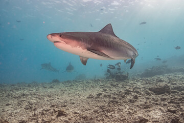 Tiger shark in the ocean