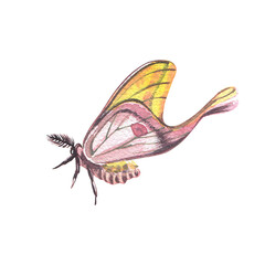 Pink butterfly with detailed wings isolated on white background. Watercolor hand drawn realistic llustration for design - 605979140