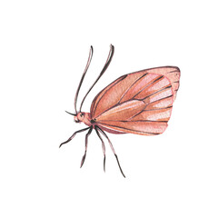 Orange butterfly with detailed wings isolated on white background. Watercolor hand draw realistic llustration for design - 605979185