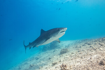 Obraz premium Tiger shark in the ocean