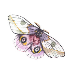 Pink butterfly with detailed wings isolated on white background. Watercolor hand drawn realistic llustration for design - 605979304