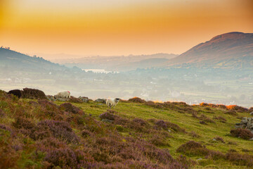 Sheep at sunset