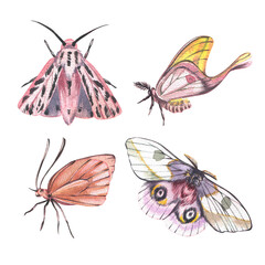 Set butterfly with detailed wings isolated on white background. Watercolor hand drawn realistic llustration for design - 605979369