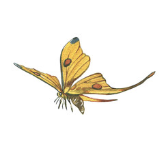 Yellow butterfly with detailed wing isolated on white background. Watercolor hand draw realistic illustration for design - 605979551