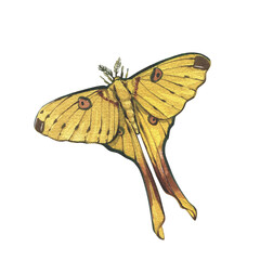 Yellow butterfly with detailed wing isolated on white background. Watercolor hand draw realistic illustration for design - 605979595