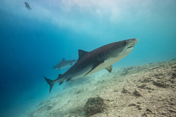 Fototapeta premium Tiger shark in the ocean